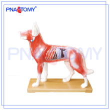 PNT-AM44 modèle d&#39;anatomie animale modèle d&#39;acupuncture chien